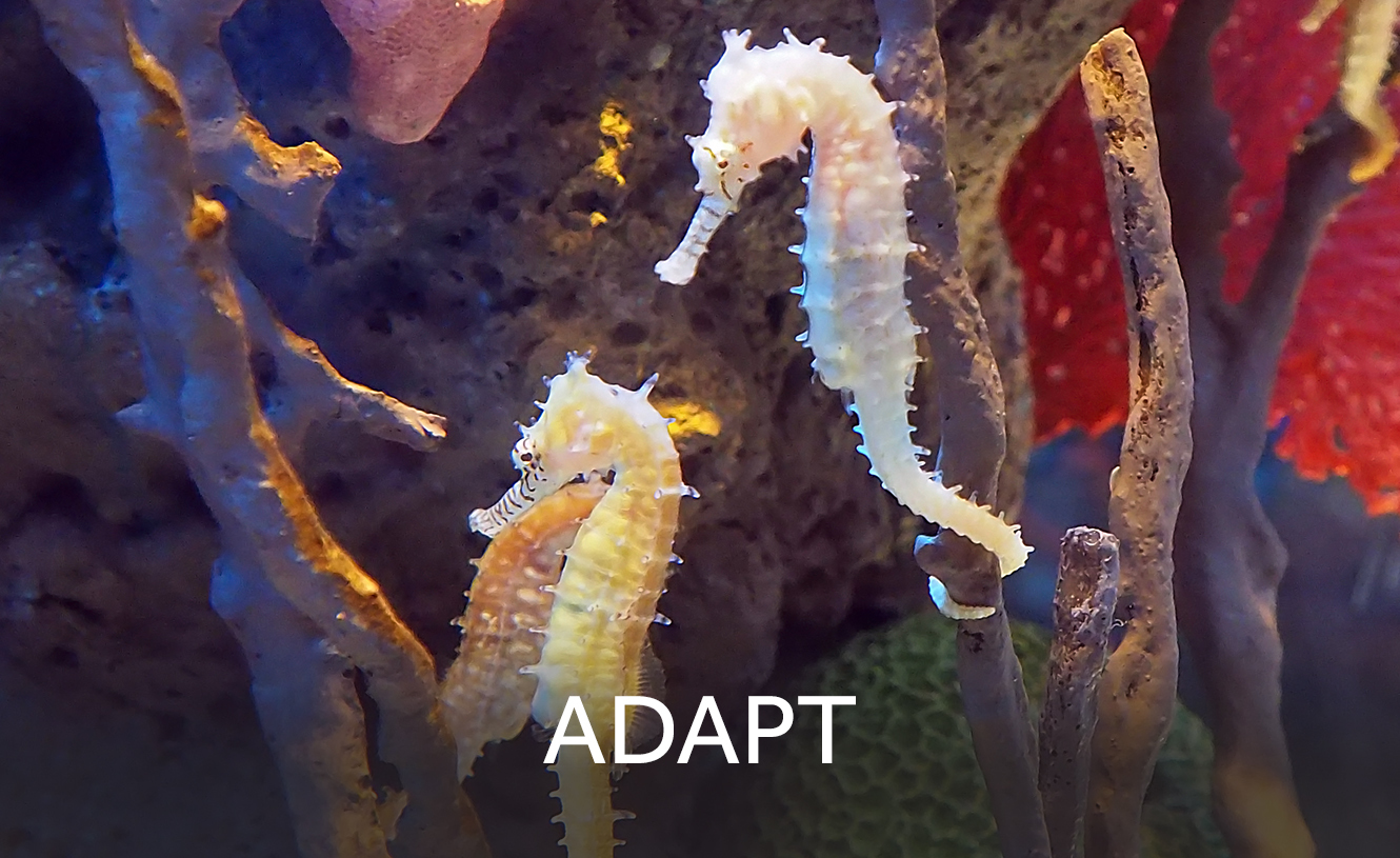 Advancing your Change & OD practice