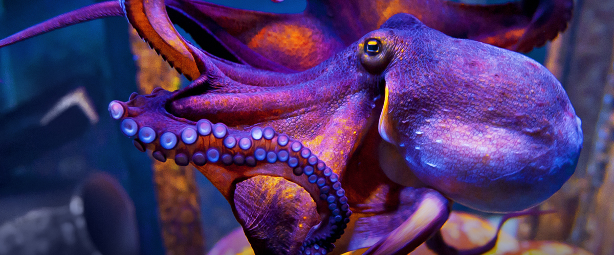 Apprenticeship Levy Asset Octopus 1200X500