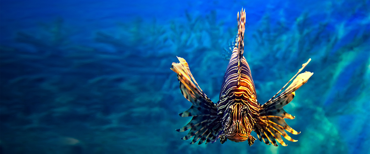 Apprenticeship Levy Asset Lionfish 1200X500