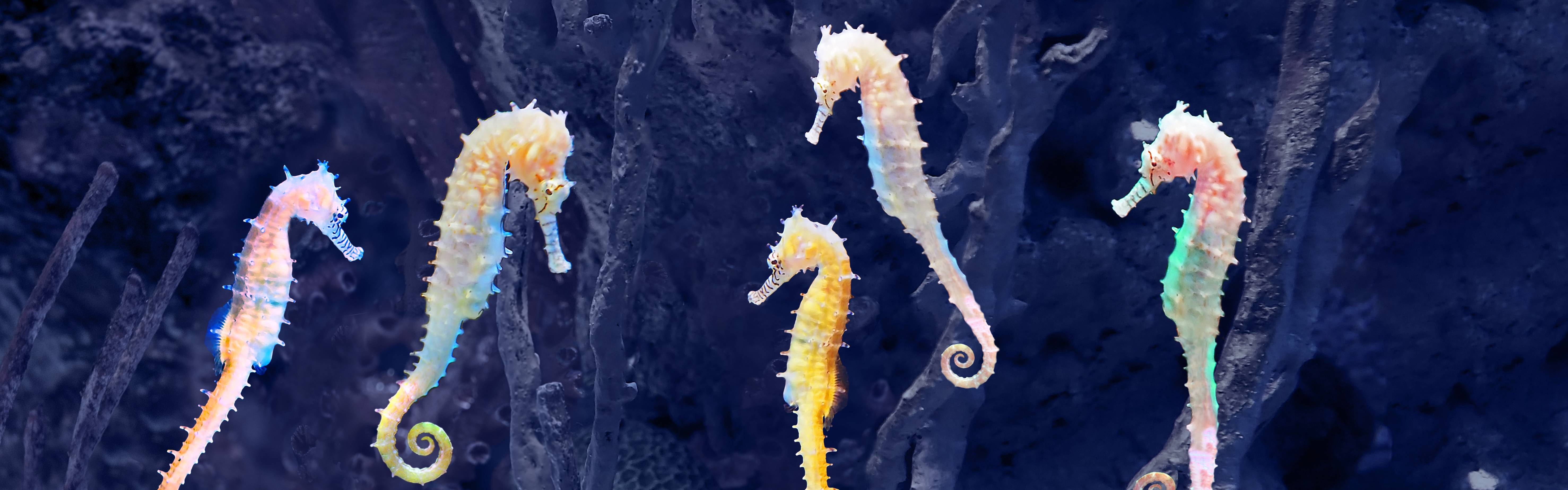 Chosen Seahorses Online Twitter