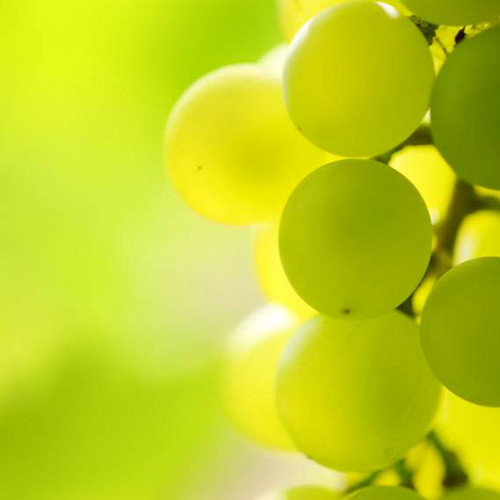 Vineyard Tour and Wine Tasting Event in Malta