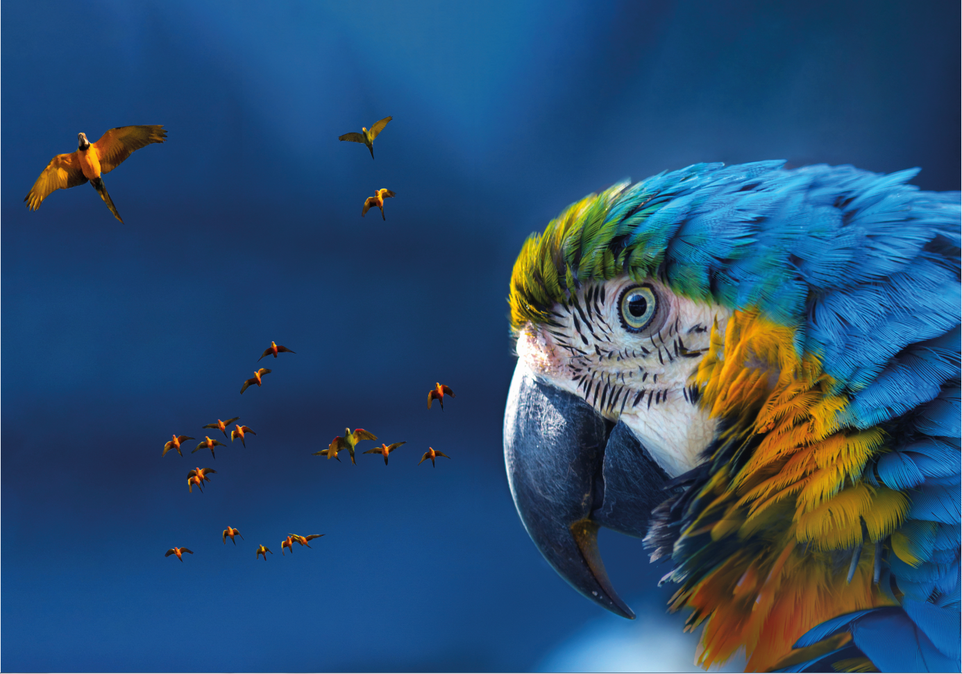 Single macaw mtime20200709145753